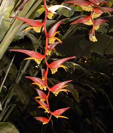 Pépinière Palmaris Les Palmes de Karukéra, Heliconia collinsiana