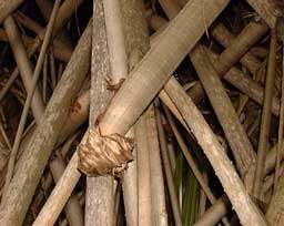 Pépinière Palmaris Les Palmes de Karukéra, Pandanus sanderi