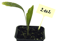 Arenga engleri plantule