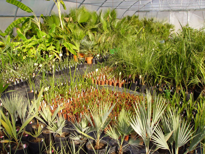 Pépinière Palmaris production agaves et palmiers