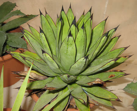 Pépinière Palmaris Agave X "Royal spine"