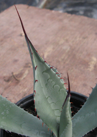 Pépinière Palmaris Agave flexispina 