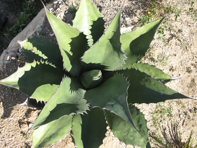 Palmaris Agave salmiana ferox Cactuseraie