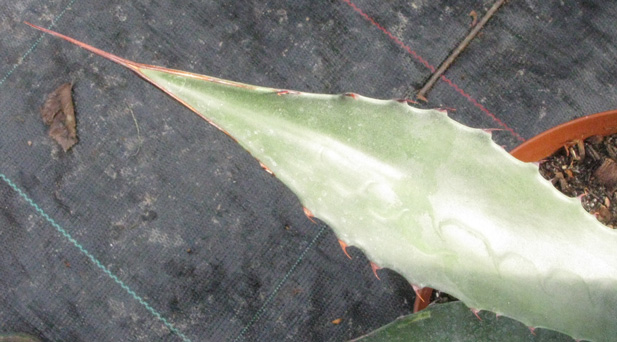 Palmaris Agave salmiana crassispina