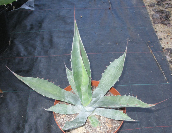 Palmaris Agave salmiana crassispina