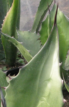 Palmaris Agave salmiana ferox