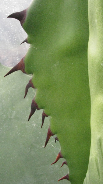 Palmaris Agave salmiana ferox