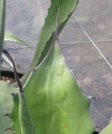 Palmaris Agave salmiana ferox