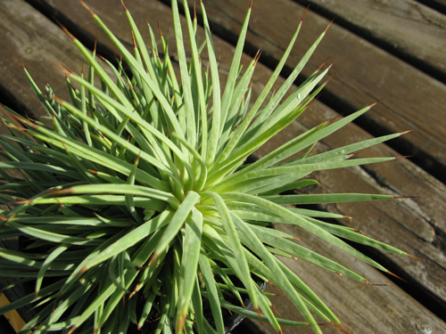 Pépinière Palmaris Agave stricta aurea