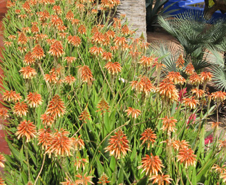 Pépinière Palmaris Aloe X delaetii