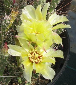 Pépinière Palmaris Corynopuntia schottii