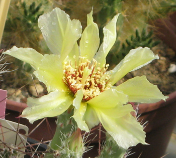 Pépinière Palmaris Corynopuntia schottii