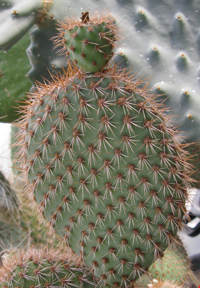 Pépinière Palmaris Opuntia pycnantha