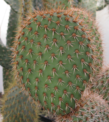 Pépinière Palmaris Opuntia pycnantha