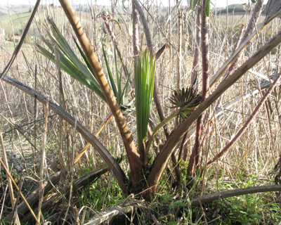 Pépinière Palmaris Reprise de Butia eriospatha après grand gel