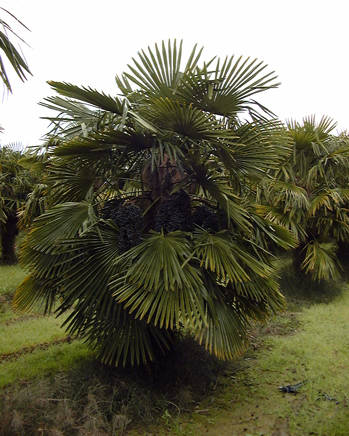 Trachycarpus fortunei