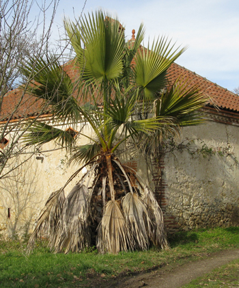 Washingtonia filifera botanique