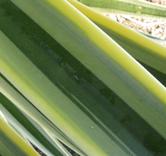 Pépinière Palmaris Yucca aloifolia marginata 