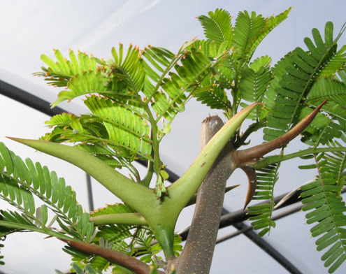 Acacia cornigera