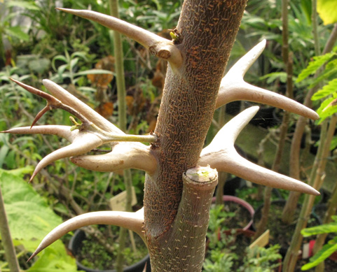 Acacia cornigera