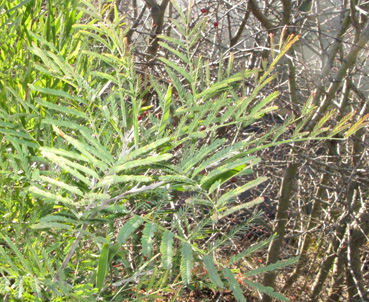 Acacia melanoxylon