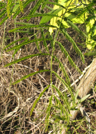 Acacia melanoxylon