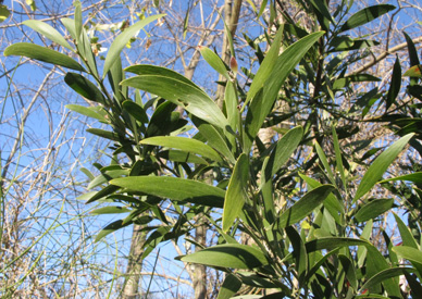 Acacia melanoxylon