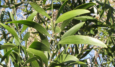 Acacia melanoxylon