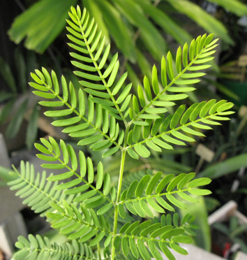 Acacia melanoxylon