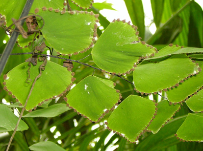 Adiantum peruvianum