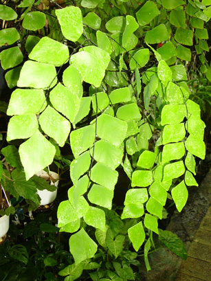 Adiantum peruvianum