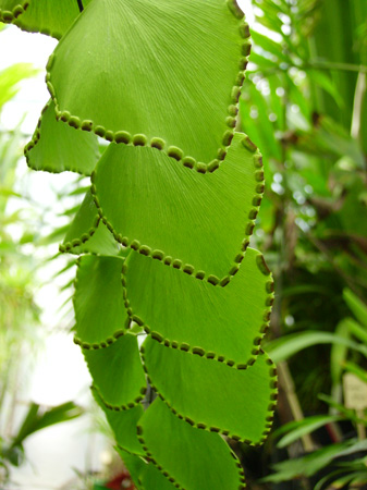 Adiantum peruvianum