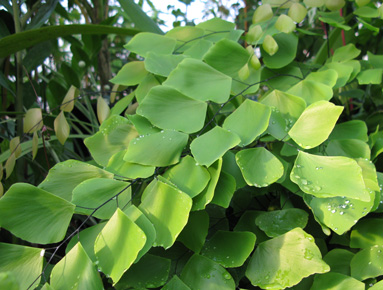 Adiantum peruvianum