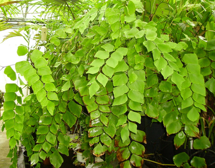 Adiantum peruvianum