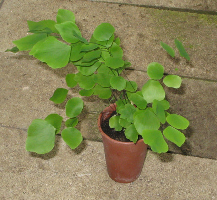 Adiantum peruvianum godet