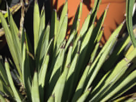 Pépinière Palmaris Agave X vixtoriae-reginae "Gris" Van der Meer