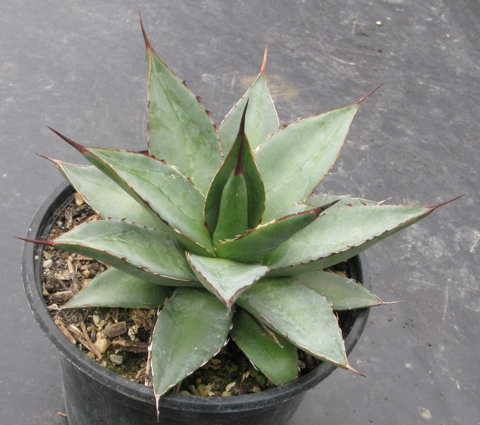 Pépinière Palmaris Agave victoriae-reginae X Agave obscura xalapensis