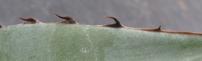 Pépinière Palmaris Agave victoriae-reginae X Agave obscura xalapensis