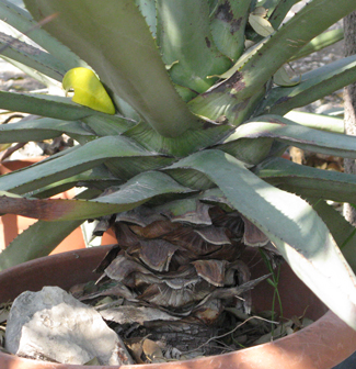 Pépinière Palmaris Agave X canavillesii Van der Meer