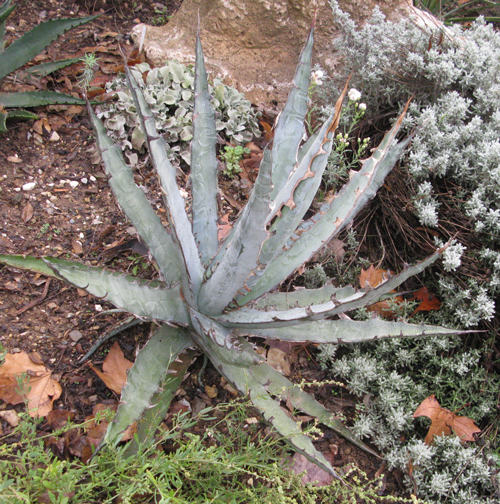 Pépinière Palmaris Agave x peacocki bleue Navarro