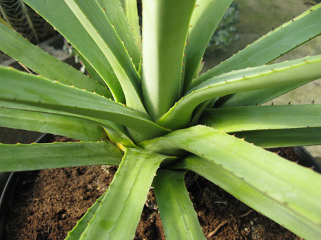 Agave aktites