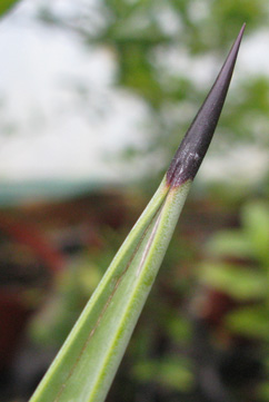 Pépinière Palmaris Agave aktites