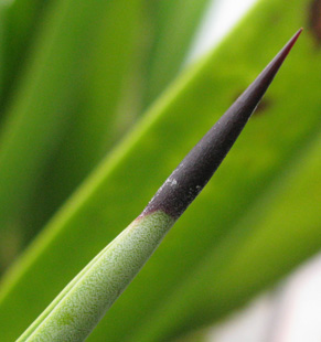 Pépinière Palmaris Agave aktites