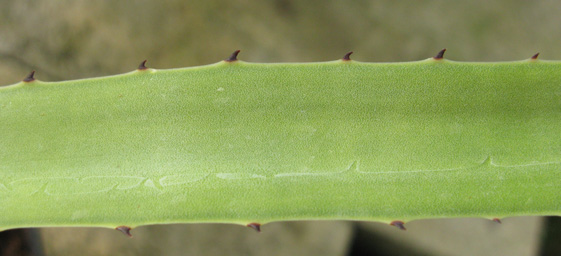 Pépinière Palmaris Agave aktites