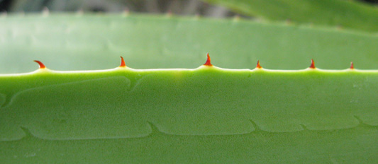 Pépinière Palmaris Agave aktites