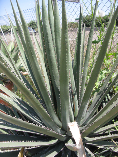 Pépinière Palmaris Agave albomarginata Van der Meer