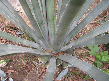 Pépinière Palmaris Agave lechuguilla Navarro