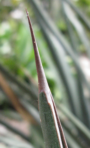 Pépinière Palmaris Agave albomarginata