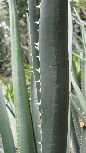 Pépinière Palmaris Agave albomarginata