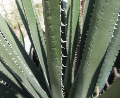 Pépinière Palmaris Agave albomarginata